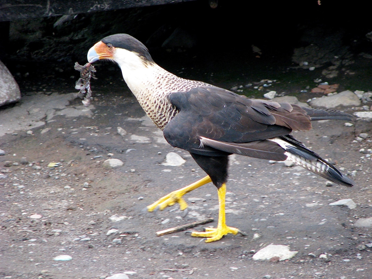 Photo d'un oiseau lors d'un voyage au Guatemala pour le livre Chasseurs de pierres au Guatemala