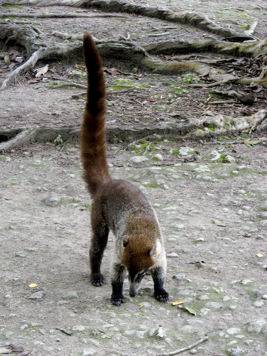 Photo d'un animal lors d'un voyage au Guatemala pour le livre Chasseurs de pierres au Guatemala