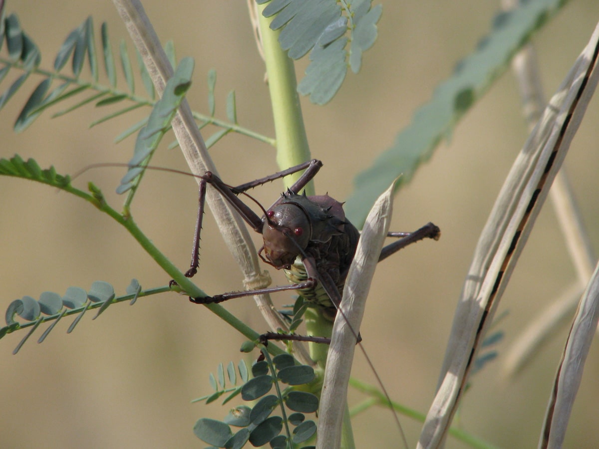 Photo d'un insect lors d'un voyage au Namibie pour le livre Chasseurs de pierres en Namibie