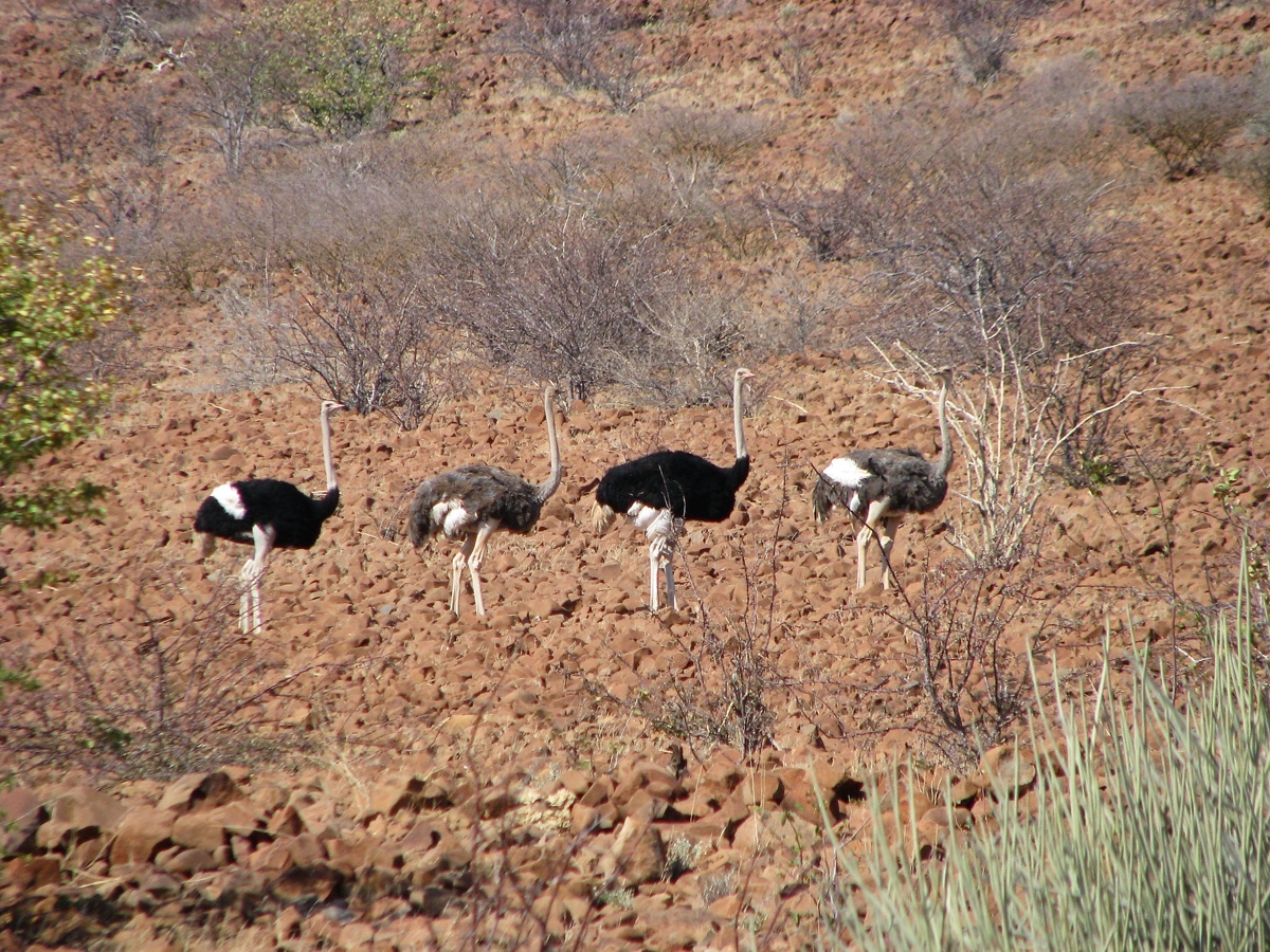 Photo de quatre autruches lors d'un voyage au Namibie pour le livre Chasseurs de pierres en Namibie