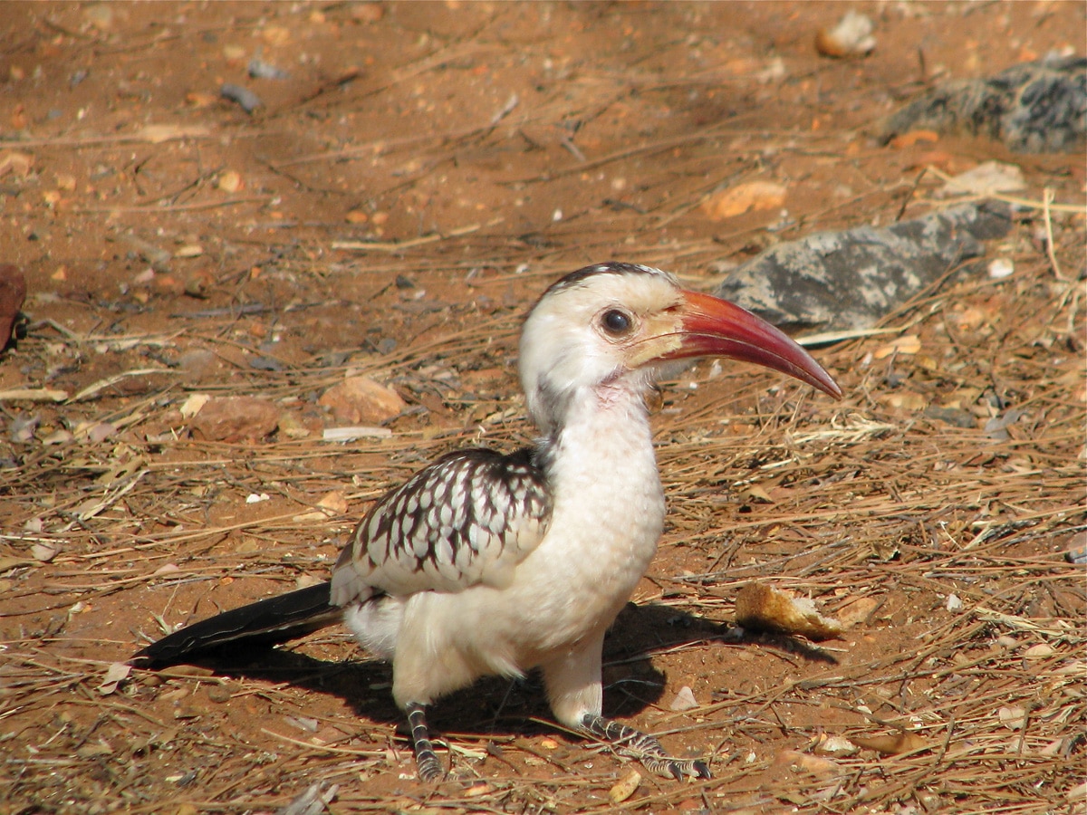 Photo d'un oiseau lors d'un voyage au Namibie pour le livre Chasseurs de pierres en Namibie