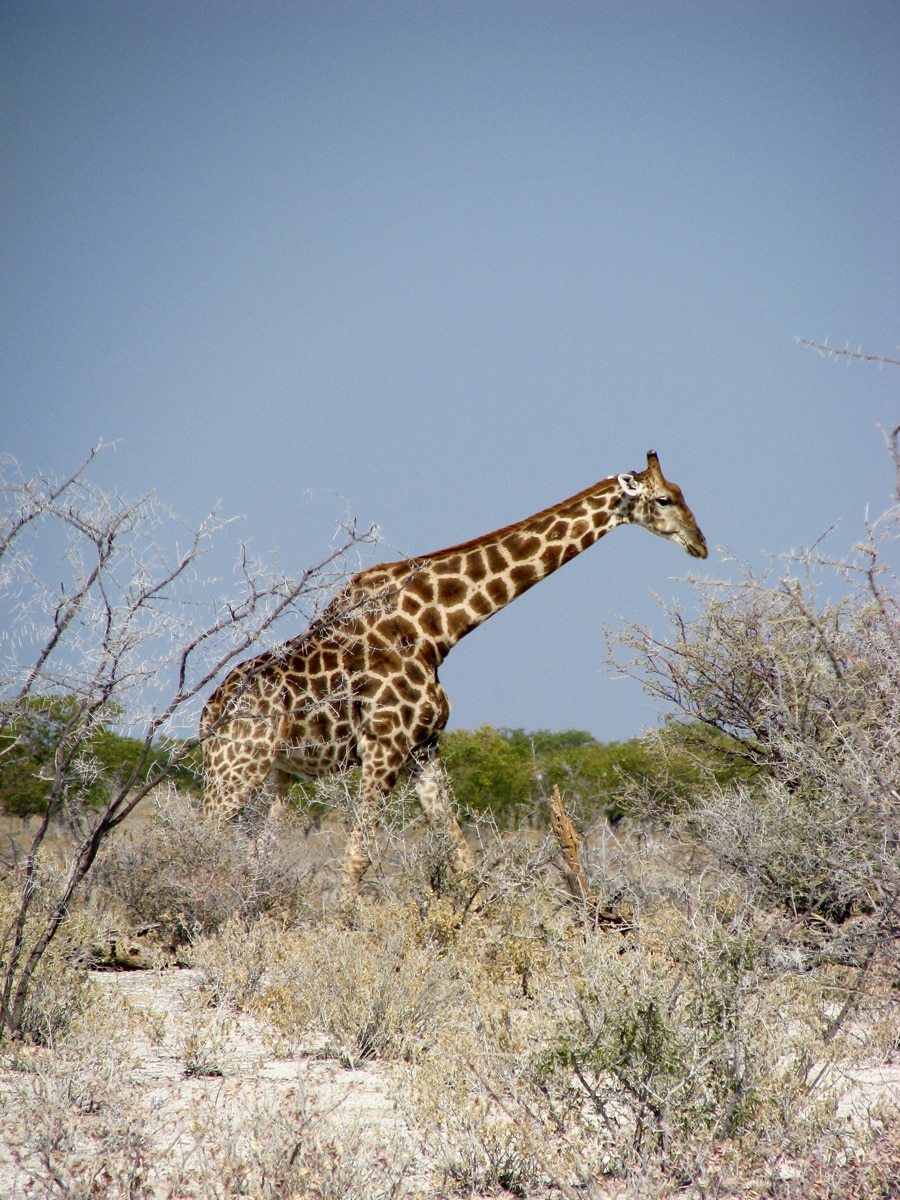 Photo d'une girafe lors d'un voyage au Namibie pour le livre Chasseurs de pierres en Namibie