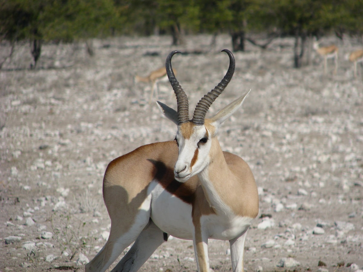 Photo d'une gazelle lors d'un voyage au Namibie pour le livre Chasseurs de pierres en Namibie