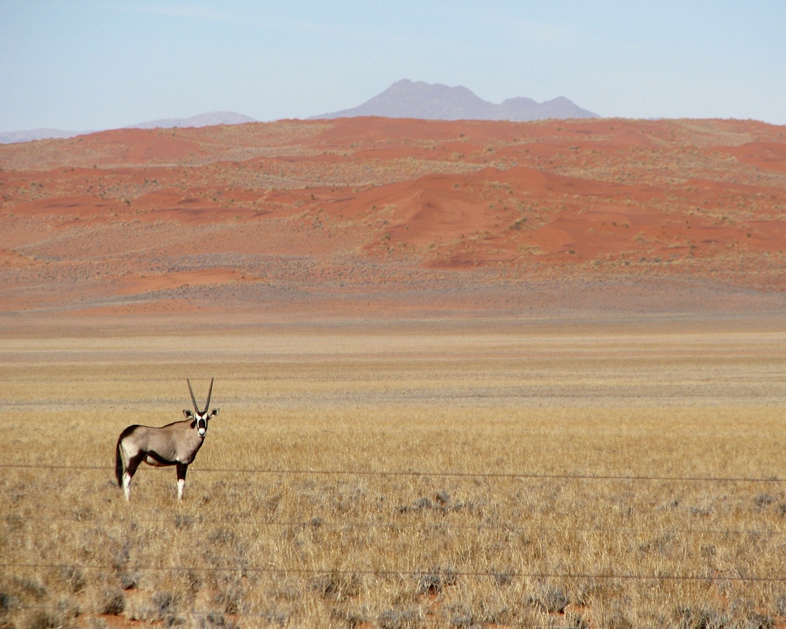 Photo d'un animal lors d'un voyage au Namibie pour le livre Chasseurs de pierres en Namibie