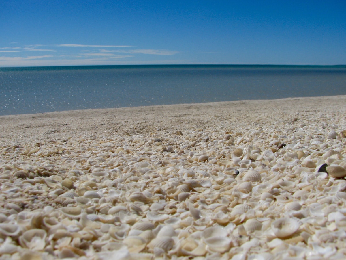 Photo de la plage de coquillage lors d'un voyage en Australie pour le livre Chasseurs de pierres en Australie