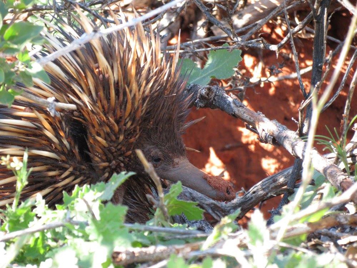 Photo d'un échidné sauvage lors d'un voyage en Australie pour le livre Chasseurs de pierres en Australie
