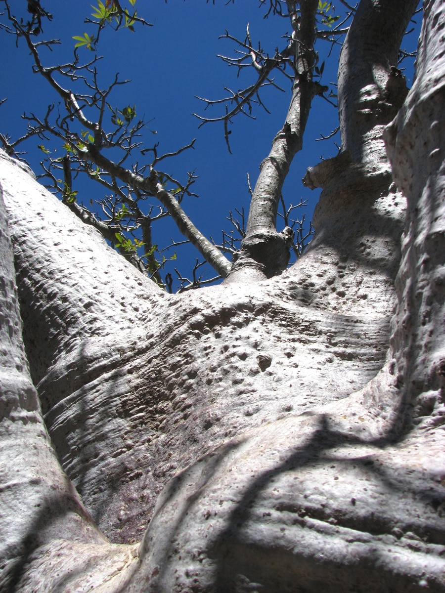 Photo d'un arbre lors d'un voyage en Australie pour le livre Chasseurs de pierres en Australie