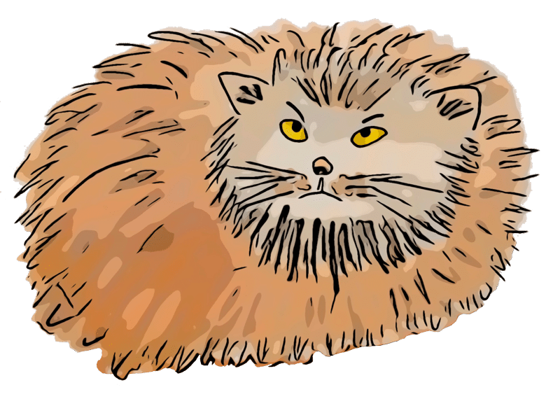 Dessin du chat Manuul du livre pour enfants et jeunesse Des chameaux et des poux